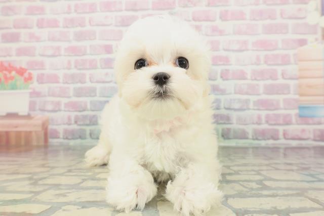 東京都のマルチーズ (Coo&RIKU江戸川店/2026年1月29日生まれ/女の子/ホワイト)の子犬の1枚目の画像