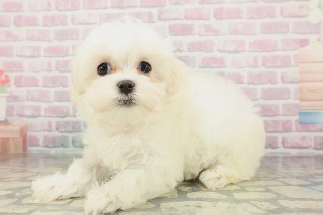 東京都のマルチーズ (Coo&RIKU江戸川店/2026年1月29日生まれ/女の子/ホワイト)の子犬の2枚目の画像