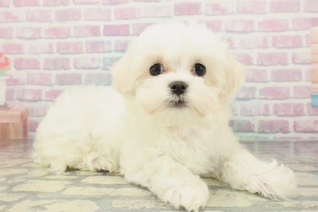 東京都のマルチーズ (Coo&RIKU江戸川店/2026年1月29日生まれ/女の子/ホワイト)の子犬の3枚目の画像