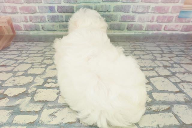 東京都のマルチーズ (Coo&RIKU江戸川店/2026年1月29日生まれ/女の子/ホワイト)の子犬の4枚目の画像