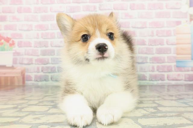 栃木県のポメコーギー(ポメラニアン×コーギー) (Coo&RIKU宇都宮店/2026年1月30日生まれ/男の子/レッドホワイト)の子犬の1枚目の画像