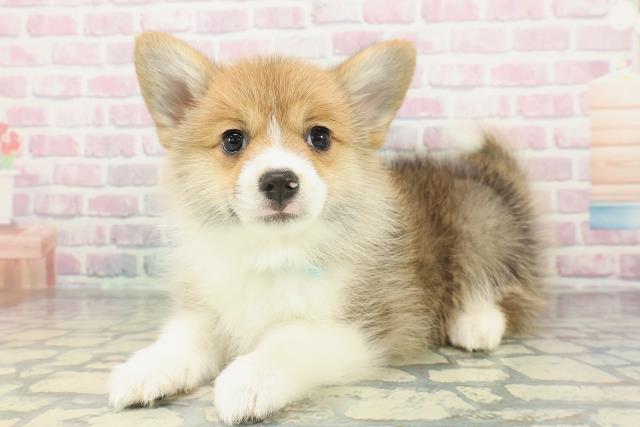 栃木県のポメコーギー(ポメラニアン×コーギー) (Coo&RIKU宇都宮店/2026年1月30日生まれ/男の子/レッドホワイト)の子犬の2枚目の画像