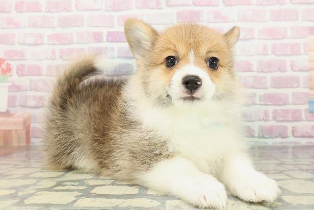 栃木県のポメコーギー(ポメラニアン×コーギー) (Coo&RIKU宇都宮店/2026年1月30日生まれ/男の子/レッドホワイト)の子犬の3枚目の画像