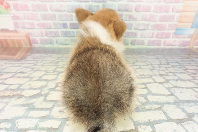 栃木県のポメコーギー(ポメラニアン×コーギー) (Coo&RIKU宇都宮店/2026年1月30日生まれ/男の子/レッドホワイト)の子犬の4枚目の画像