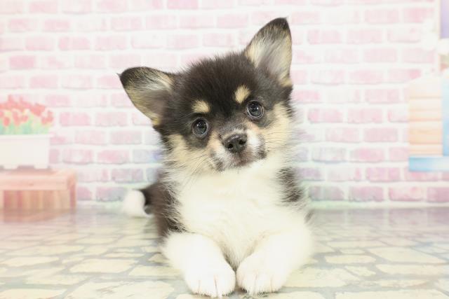 北海道のポメコーギー(ポメラニアン×コーギー) (Coo&RIKU札幌西店/2026年1月30日生まれ/女の子/ブラックタンホワイト)の子犬の1枚目の画像