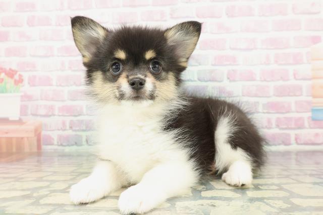 北海道のポメコーギー(ポメラニアン×コーギー) (Coo&RIKU札幌西店/2026年1月30日生まれ/女の子/ブラックタンホワイト)の子犬の2枚目の画像