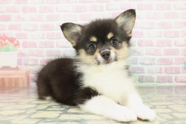 北海道のポメコーギー(ポメラニアン×コーギー) (Coo&RIKU札幌西店/2026年1月30日生まれ/女の子/ブラックタンホワイト)の子犬の3枚目の画像