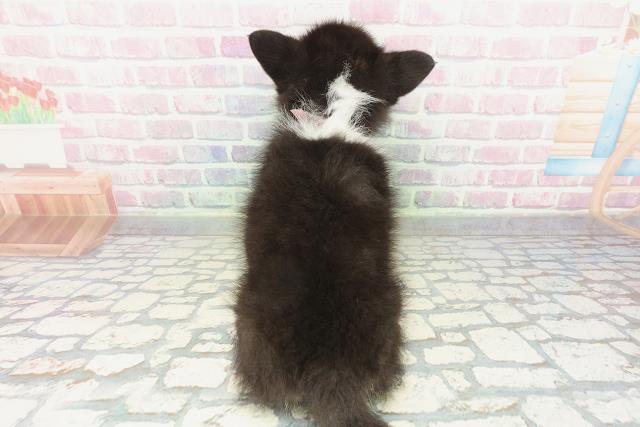 北海道のポメコーギー(ポメラニアン×コーギー) (Coo&RIKU札幌西店/2026年1月30日生まれ/女の子/ブラックタンホワイト)の子犬の4枚目の画像