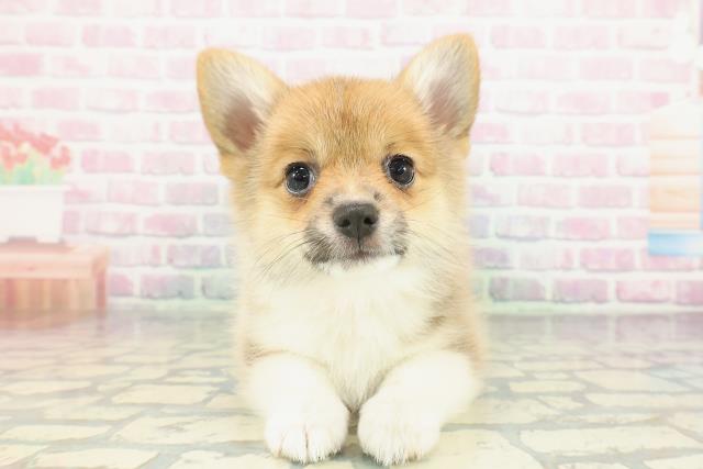 新潟県のポメコーギー(ポメラニアン×コーギー) (Coo&RIKU長岡店/2026年1月30日生まれ/女の子/レッドホワイト)の子犬の1枚目の画像