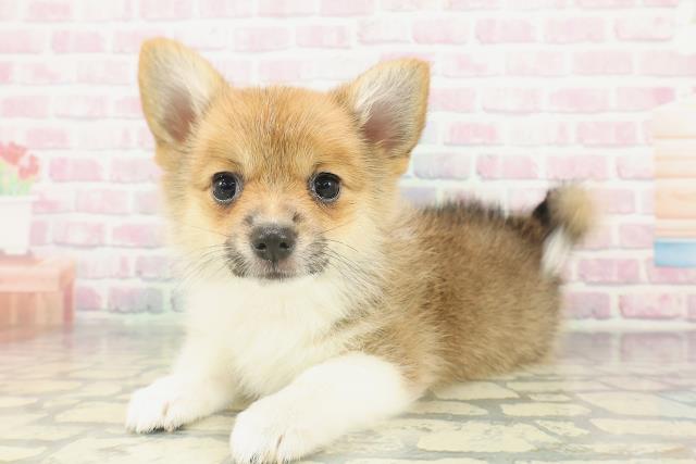 新潟県のポメコーギー(ポメラニアン×コーギー) (Coo&RIKU長岡店/2026年1月30日生まれ/女の子/レッドホワイト)の子犬の2枚目の画像