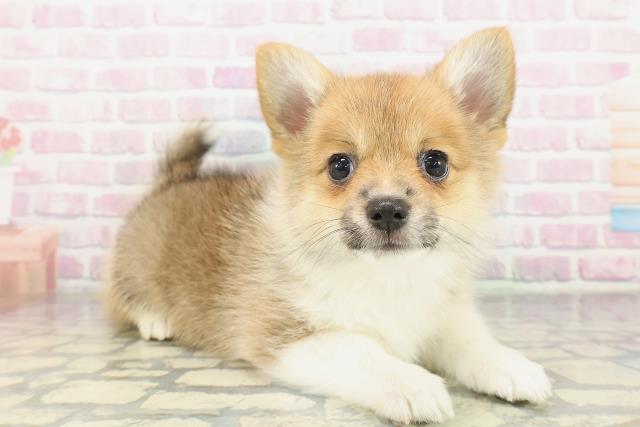 新潟県のポメコーギー(ポメラニアン×コーギー) (Coo&RIKU長岡店/2026年1月30日生まれ/女の子/レッドホワイト)の子犬の3枚目の画像