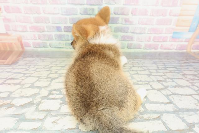 新潟県のポメコーギー(ポメラニアン×コーギー) (Coo&RIKU長岡店/2026年1月30日生まれ/女の子/レッドホワイト)の子犬の4枚目の画像