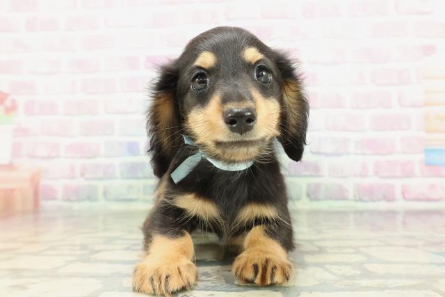 新潟県のミニチュアダックスフンド(ロング) (Coo&RIKU長岡店/2026年1月31日生まれ/男の子/ブラックタン)の子犬の1枚目の画像