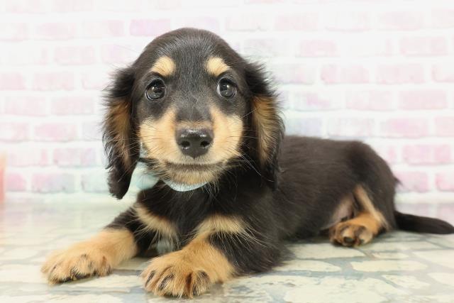 新潟県のミニチュアダックスフンド(ロング) (Coo&RIKU長岡店/2026年1月31日生まれ/男の子/ブラックタン)の子犬の2枚目の画像