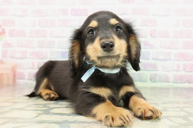 新潟県のミニチュアダックスフンド(ロング) (Coo&RIKU長岡店/2026年1月31日生まれ/男の子/ブラックタン)の子犬の3枚目の画像