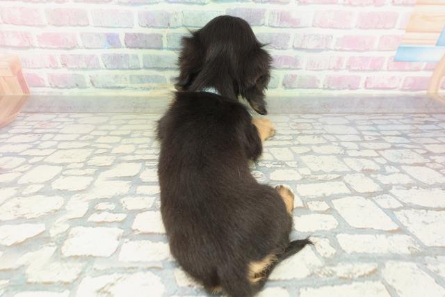 新潟県のミニチュアダックスフンド(ロング) (Coo&RIKU長岡店/2026年1月31日生まれ/男の子/ブラックタン)の子犬の4枚目の画像