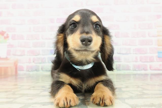 石川県のミニチュアダックスフンド(ロング) (Coo&RIKUイオン野々市南店/2026年1月31日生まれ/男の子/ブラックタン)の子犬の1枚目の画像