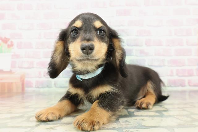 石川県のミニチュアダックスフンド(ロング) (Coo&RIKUイオン野々市南店/2026年1月31日生まれ/男の子/ブラックタン)の子犬の2枚目の画像