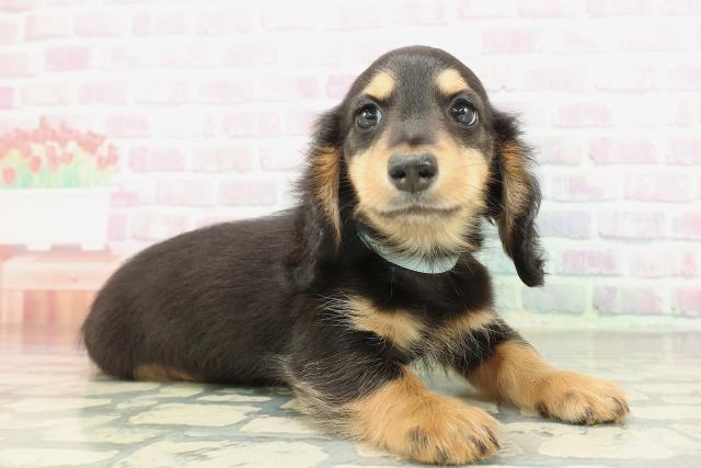 石川県のミニチュアダックスフンド(ロング) (Coo&RIKUイオン野々市南店/2026年1月31日生まれ/男の子/ブラックタン)の子犬の3枚目の画像