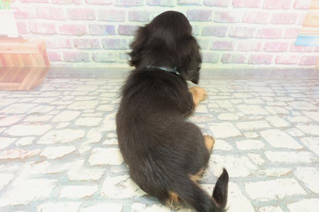 石川県のミニチュアダックスフンド(ロング) (Coo&RIKUイオン野々市南店/2026年1月31日生まれ/男の子/ブラックタン)の子犬の4枚目の画像