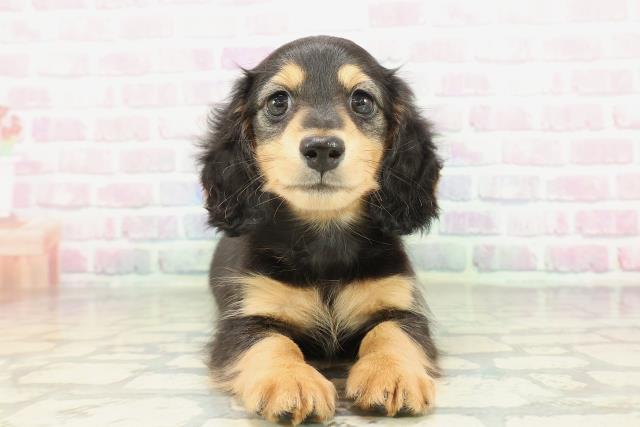 東京都のミニチュアダックスフンド(ロング) (Coo&RIKU八王子西店/2026年1月31日生まれ/男の子/ブラックタン)の子犬の1枚目の画像