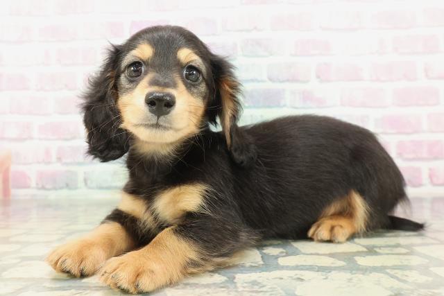 東京都のミニチュアダックスフンド(ロング) (Coo&RIKU八王子西店/2026年1月31日生まれ/男の子/ブラックタン)の子犬の2枚目の画像