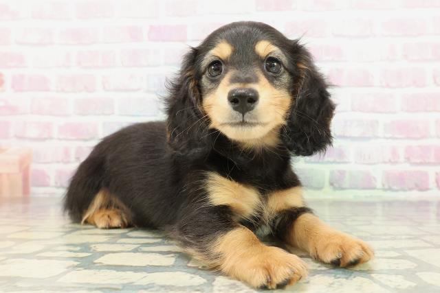 東京都のミニチュアダックスフンド(ロング) (Coo&RIKU八王子西店/2026年1月31日生まれ/男の子/ブラックタン)の子犬の3枚目の画像