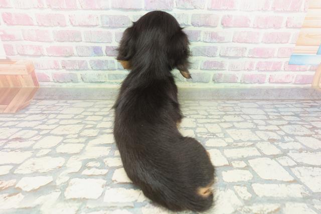 東京都のミニチュアダックスフンド(ロング) (Coo&RIKU八王子西店/2026年1月31日生まれ/男の子/ブラックタン)の子犬の4枚目の画像