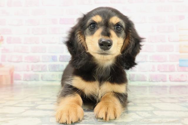 栃木県のミニチュアダックスフンド(ロング) (Coo&RIKUFKDインターパーク店/2026年1月31日生まれ/男の子/ブラックタン)の子犬の1枚目の画像