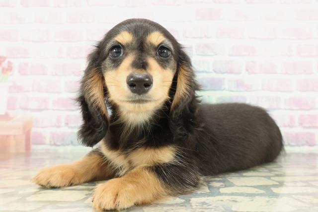 栃木県のミニチュアダックスフンド(ロング) (Coo&RIKUFKDインターパーク店/2026年1月31日生まれ/男の子/ブラックタン)の子犬の2枚目の画像