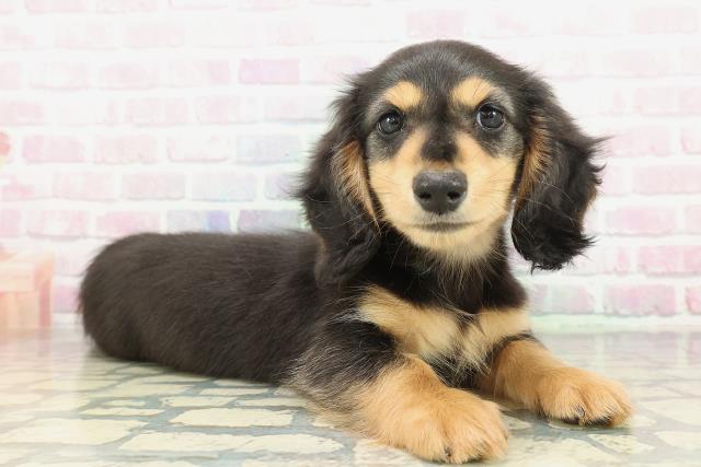 栃木県のミニチュアダックスフンド(ロング) (Coo&RIKUFKDインターパーク店/2026年1月31日生まれ/男の子/ブラックタン)の子犬の3枚目の画像