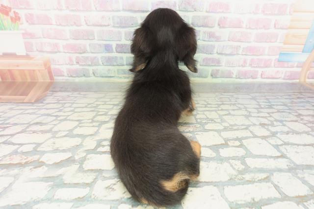 栃木県のミニチュアダックスフンド(ロング) (Coo&RIKUFKDインターパーク店/2026年1月31日生まれ/男の子/ブラックタン)の子犬の4枚目の画像