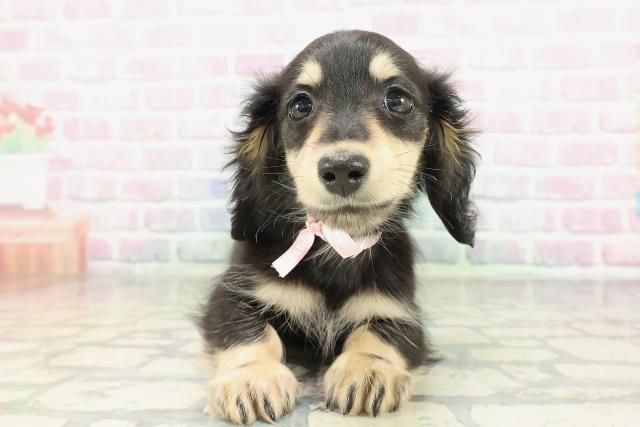 ミニチュア・ダックスフンド