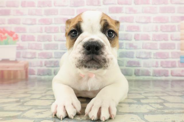 栃木県のブルドッグ (Coo&RIKUFKDインターパーク店/2026年2月1日生まれ/女の子/レッドホワイト)の子犬の1枚目の画像