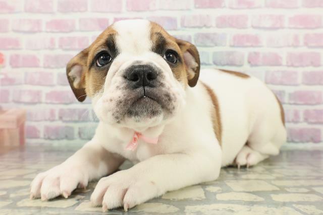 栃木県のブルドッグ (Coo&RIKUFKDインターパーク店/2026年2月1日生まれ/女の子/レッドホワイト)の子犬の2枚目の画像