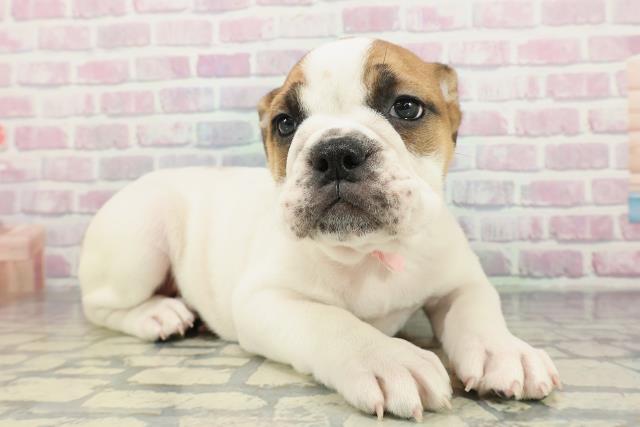 栃木県のブルドッグ (Coo&RIKUFKDインターパーク店/2026年2月1日生まれ/女の子/レッドホワイト)の子犬の3枚目の画像