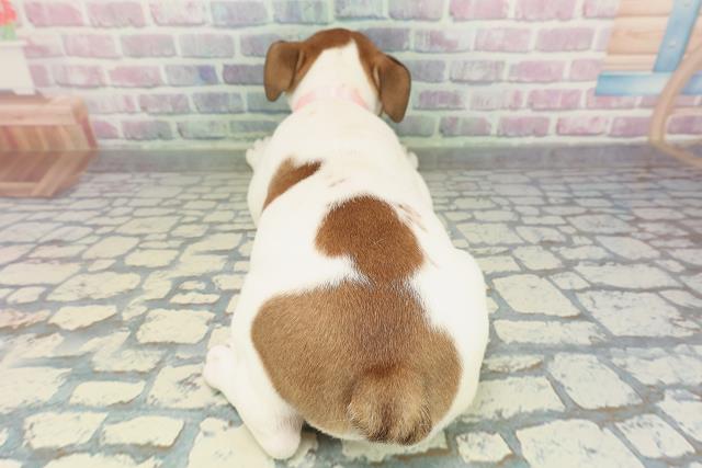 栃木県のブルドッグ (Coo&RIKUFKDインターパーク店/2026年2月1日生まれ/女の子/レッドホワイト)の子犬の4枚目の画像