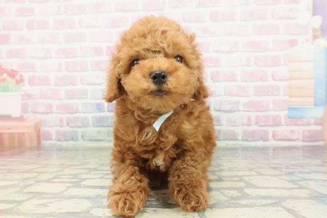 埼玉県のトイプードル(トイ) (Coo&RIKU熊谷ニットーモール店/2026年2月1日生まれ/男の子/レッド)の子犬