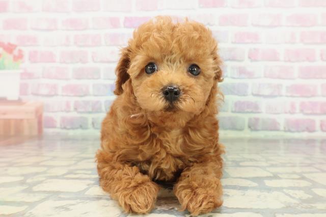 埼玉県のトイプードル(トイ) (Coo&RIKU熊谷ニットーモール店/2026年2月1日生まれ/女の子/レッド)の子犬