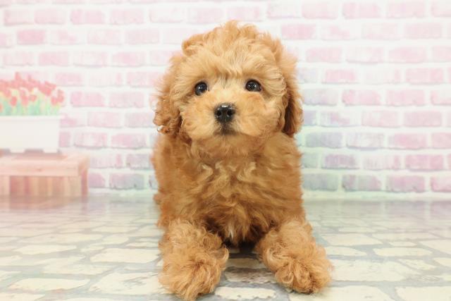 埼玉県のトイプードル(トイ) (Coo&RIKU川口戸塚店/2026年2月1日生まれ/女の子/レッド)の子犬の1枚目の画像