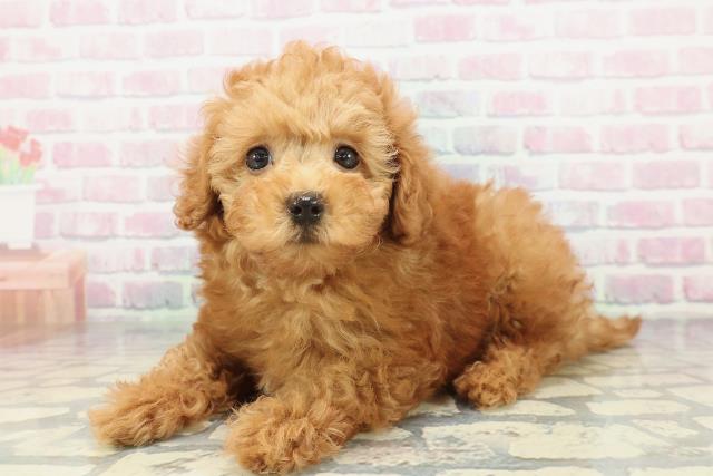 埼玉県のトイプードル(トイ) (Coo&RIKU川口戸塚店/2026年2月1日生まれ/女の子/レッド)の子犬の2枚目の画像