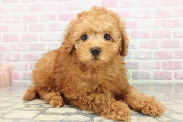 埼玉県のトイプードル(トイ) (Coo&RIKU川口戸塚店/2026年2月1日生まれ/女の子/レッド)の子犬の3枚目の画像