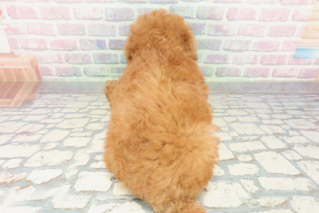 埼玉県のトイプードル(トイ) (Coo&RIKU川口戸塚店/2026年2月1日生まれ/女の子/レッド)の子犬の4枚目の画像