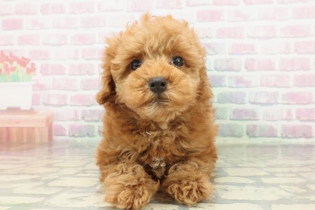 山梨県のトイプードル(トイ) (Coo&RIKU甲府昭和通り店/2026年2月1日生まれ/女の子/レッド)の子犬