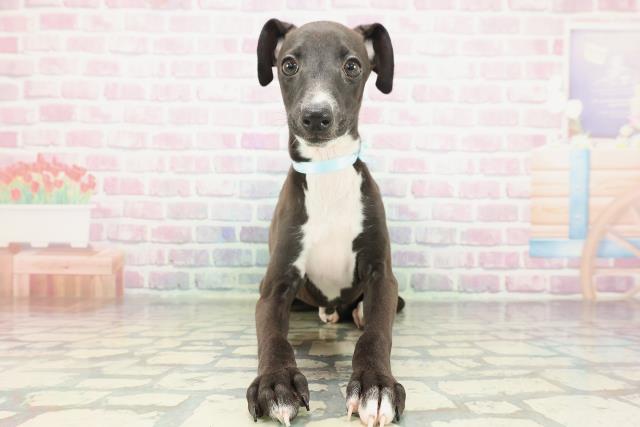 新潟県のイタリアングレーハウンド (Coo&RIKU長岡店/2026年1月20日生まれ/男の子/シールホワイトマーキング)の子犬の1枚目の画像