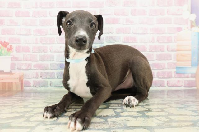 新潟県のイタリアングレーハウンド (Coo&RIKU長岡店/2026年1月20日生まれ/男の子/シールホワイトマーキング)の子犬の2枚目の画像