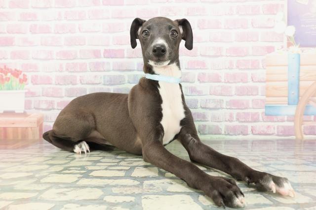 新潟県のイタリアングレーハウンド (Coo&RIKU長岡店/2026年1月20日生まれ/男の子/シールホワイトマーキング)の子犬の3枚目の画像