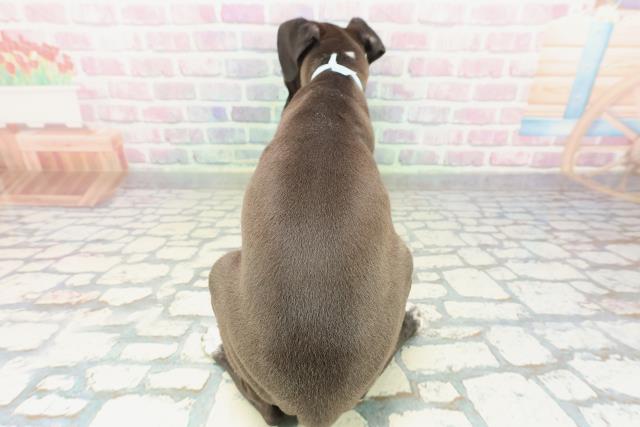 新潟県のイタリアングレーハウンド (Coo&RIKU長岡店/2026年1月20日生まれ/男の子/シールホワイトマーキング)の子犬の4枚目の画像