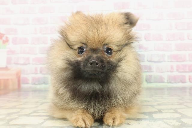 ポメラニアン