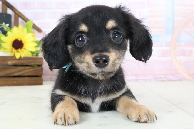 熊本県のチワックス(チワワ×ダックス) (Coo&RIKUカリーノ菊陽店/2026年1月30日生まれ/男の子/ブラックタン)の子犬の1枚目の画像